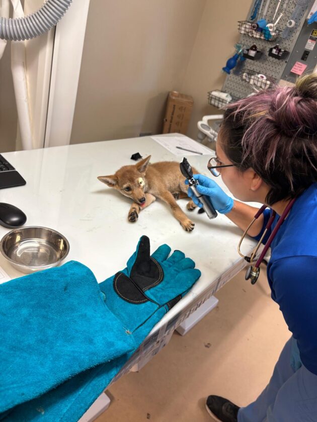 Coyote pup hit by vehicle receiving critical care at CROW - SANIBEL ...